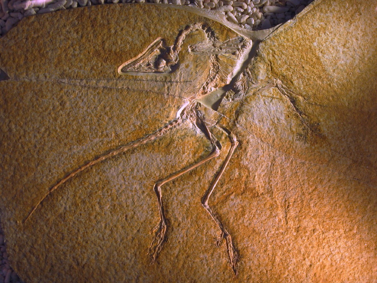 archaeopteryx