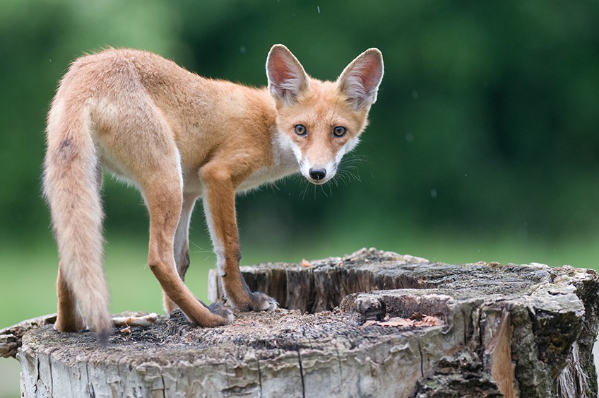 A fox standing on top of a tree trunk looking back at the camera - My Dad Was Dumb Like a Fox!